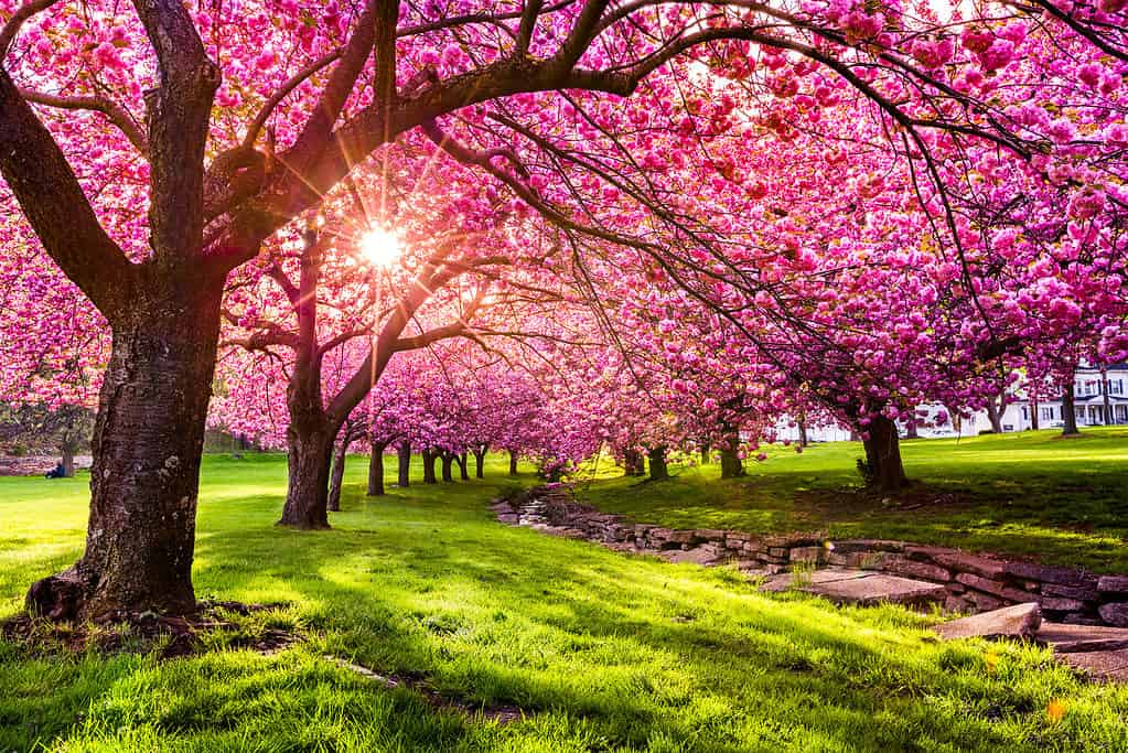 Esplosione di fiori di ciliegio a Hurd Park, Dover, New Jersey.  Gli stessi alberi, con fogliame verde estivo, possono essere trovati cercando l'ID foto: 707340079