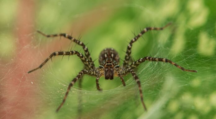 Stagione degli amori dei ragni: quando si riproducono?
