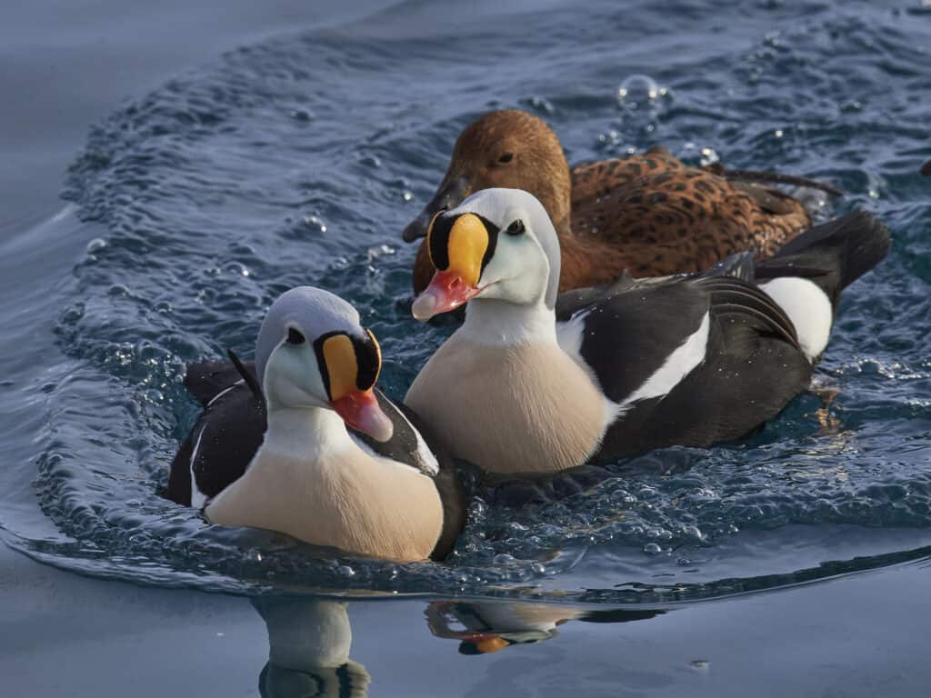 King Eider Ducks sul lago