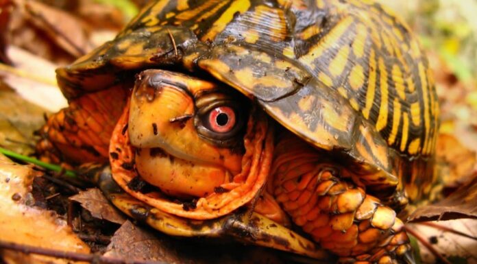Tartaruga scatola vs tartaruga azzannatrice: quali sono le differenze?
