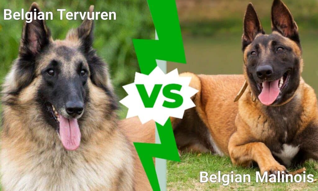 Tervuren belga contro Malinois belga