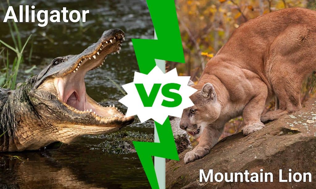 Alligatore contro leone di montagna