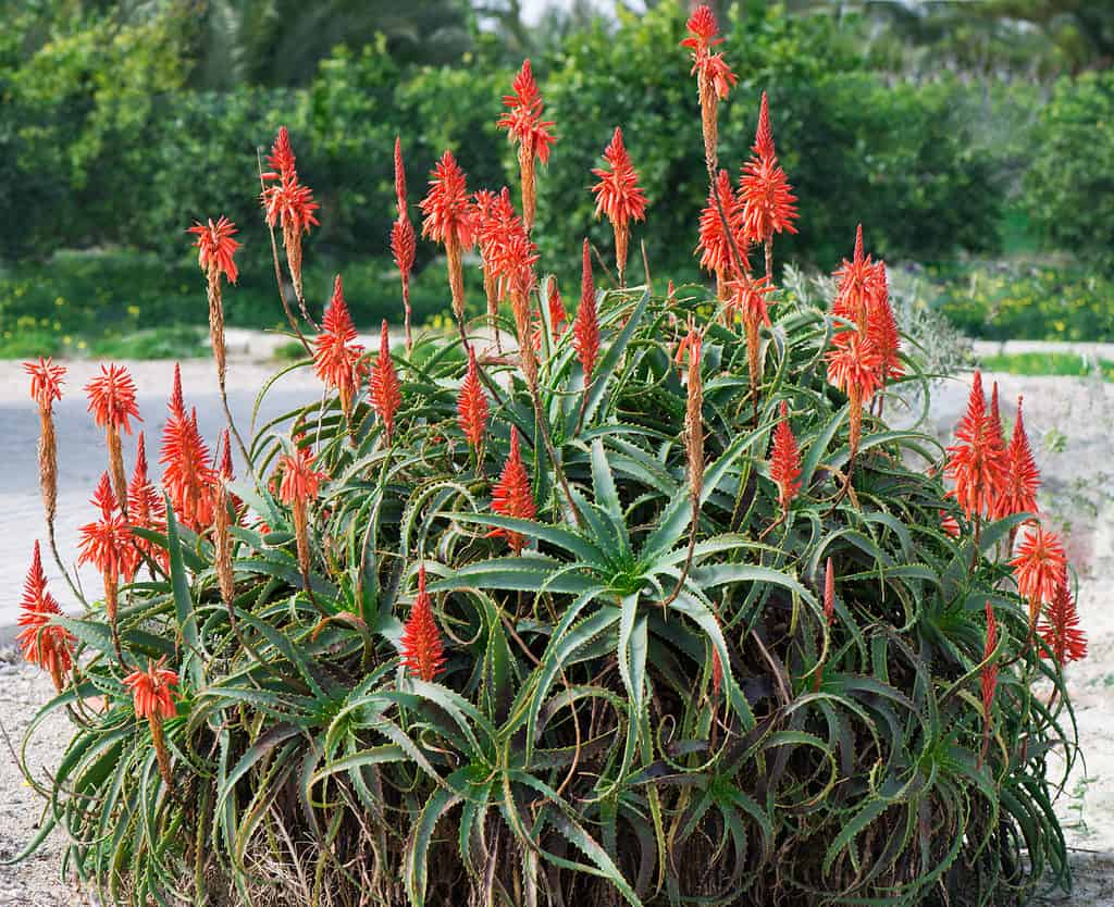 Aloe arborescens (aloe torcia o aloe candelabro) fioritura