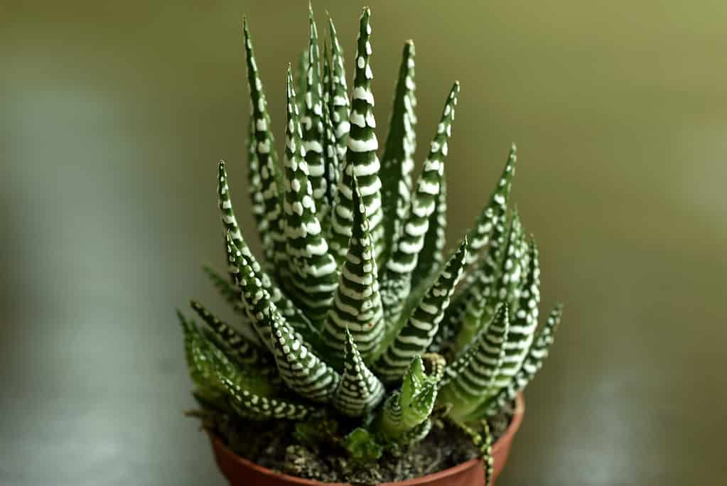 Le piante grasse Haworthia sono miniature facili da curare e propagare.