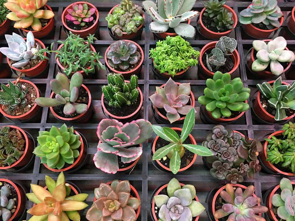 Collezione di cactus e piante grasse in vasi di terracotta in vendita in un negozio.
