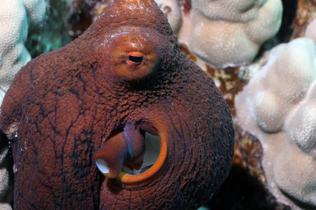 un blob marrone con accenti arrugginiti noto come polpo diurno hawaiano è al centro / a sinistra nel Fram con uno sfondo di corallo bianco