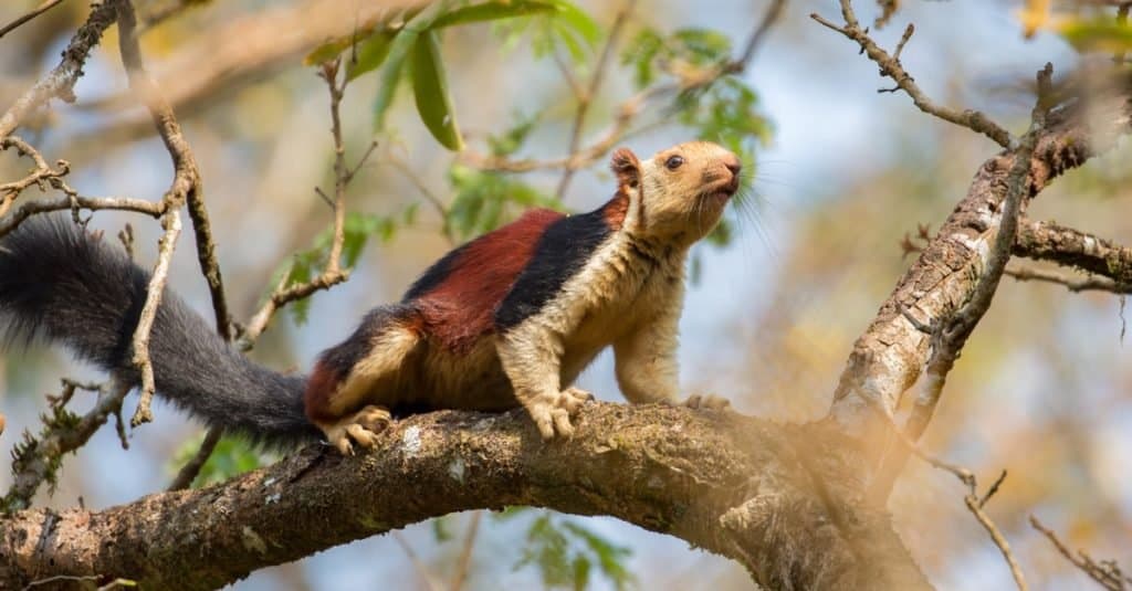 Scoiattolo gigante indiano o Ratufa indica in una foresta a Thattekkad, Kerala, India.  Lo scoiattolo è in piedi, vigile, su un ramo di un albero, rivolto a destra, con la coda allargata dietro di esso.  Lo scoiattolo ha la faccia e gli arti anteriori grigi e il dorso rosso.  la coda va dal grigio scuro al nero.  Ci sono foglie d'albero dietro lo scoiattolo. 