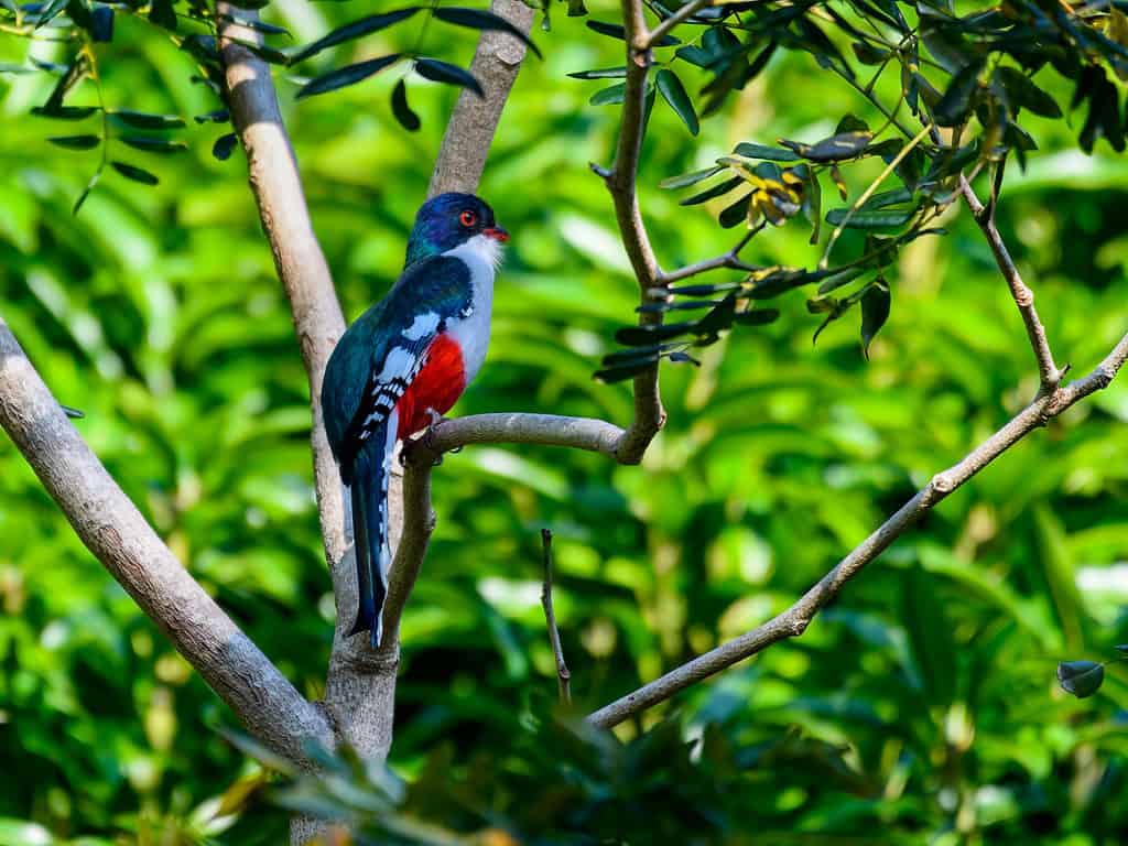 Il trogon cubano è l'uccello nazionale di Cuba