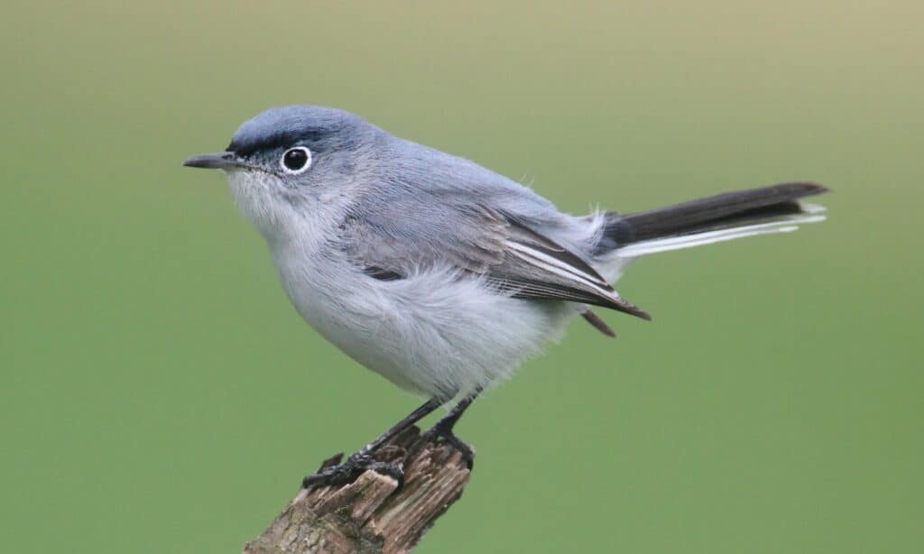 Blu-grigio Gnatcatcher (Polioptila caerulea) appollaiato su un ramo.  L'uccello ha un berretto di piume blu intenso sulla testa.
