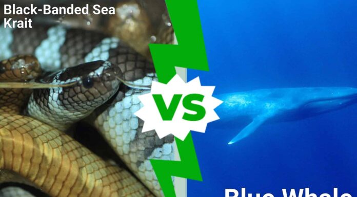 Un branco di serpenti marini velenosi potrebbe uccidere una balenottera azzurra?
