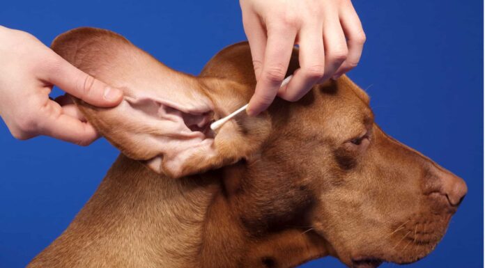 Zecche sulle orecchie del cane: come rimuoverle e prevenirle
