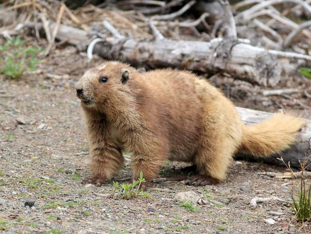 La marmotta olimpica (Marmota olympus)