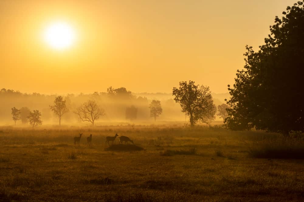 Parco nazionale di Kanha, India