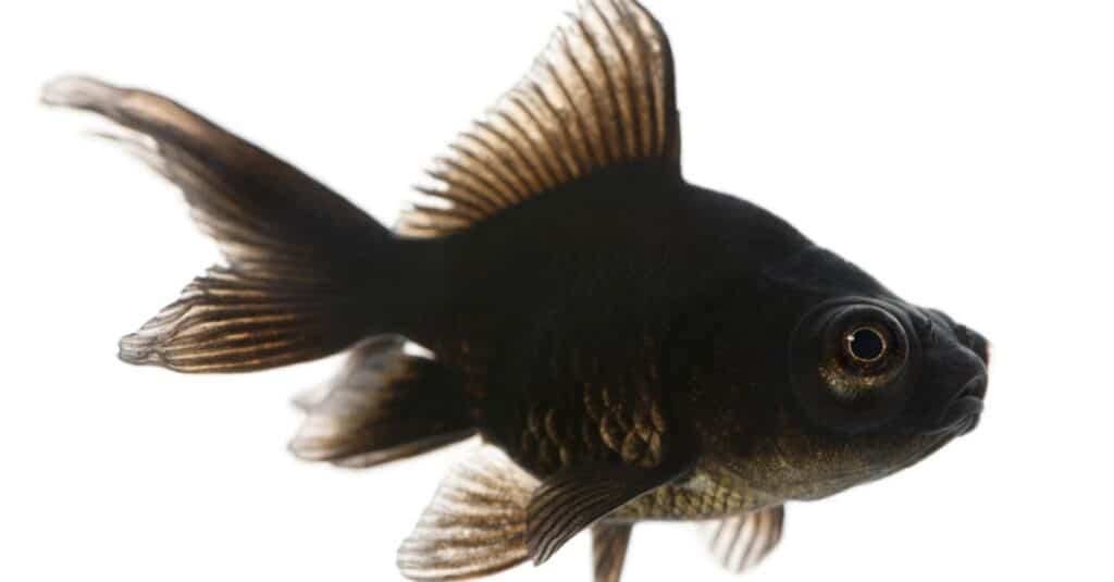 Black moor goldfish, Carassius auratus, davanti a uno sfondo bianco.