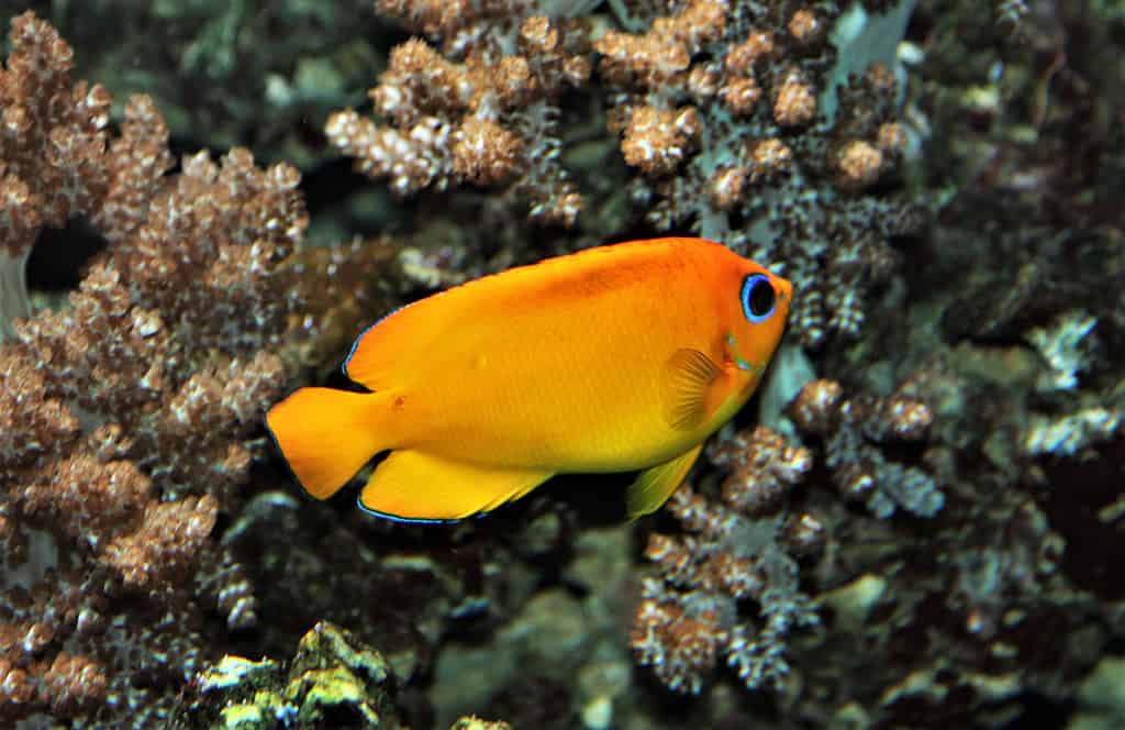 Il bellissimo pesce angelo scorza di limone in acquario marino.  Centropyge flavissima è un pesce angelo marino della famiglia Pomacanthidae, un pesce popolare nel commercio di acquari.