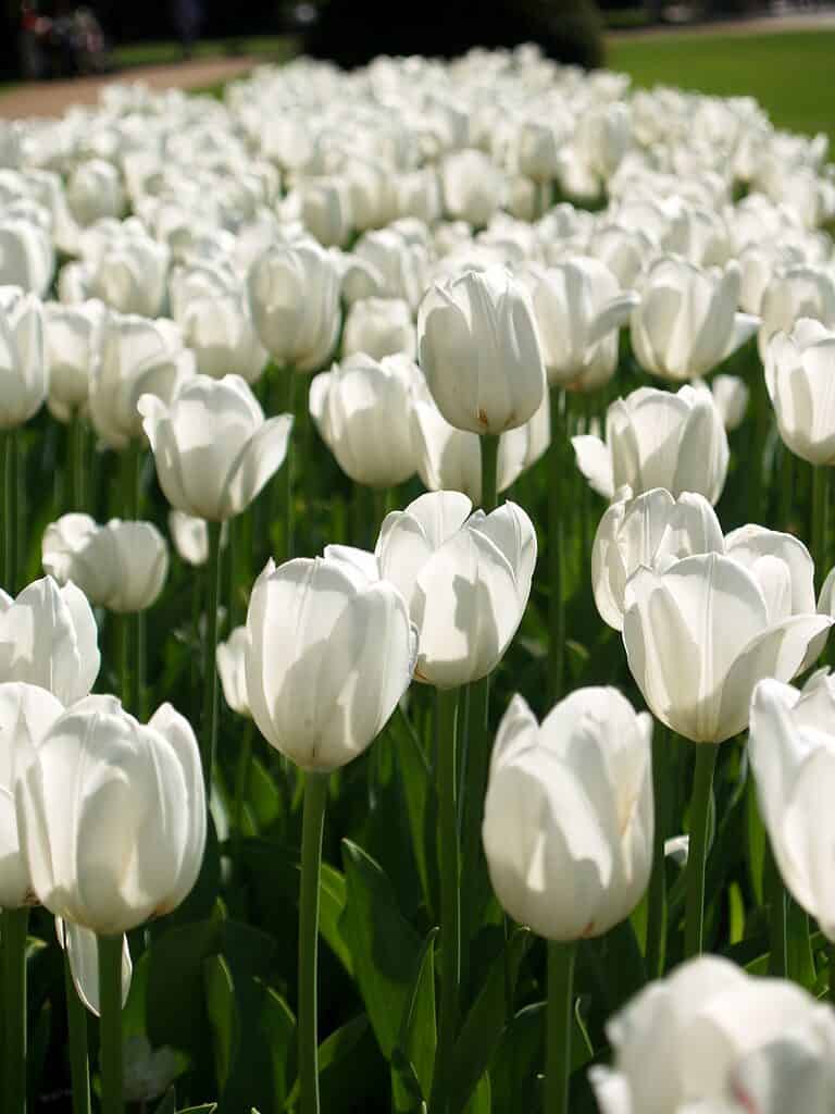 White Marvel Single Early Tulip