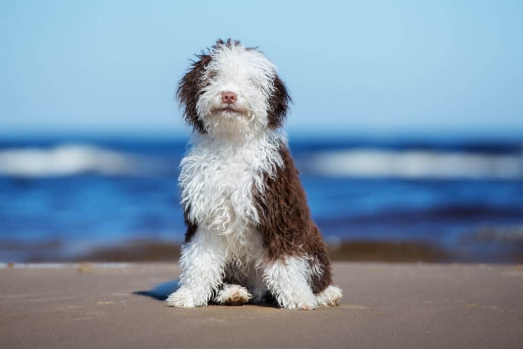 Un cane d'acqua spagnolo si siede su una spiaggia