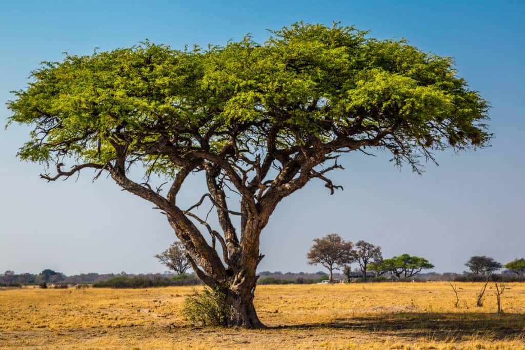 albero di acacia nello zimbabwe