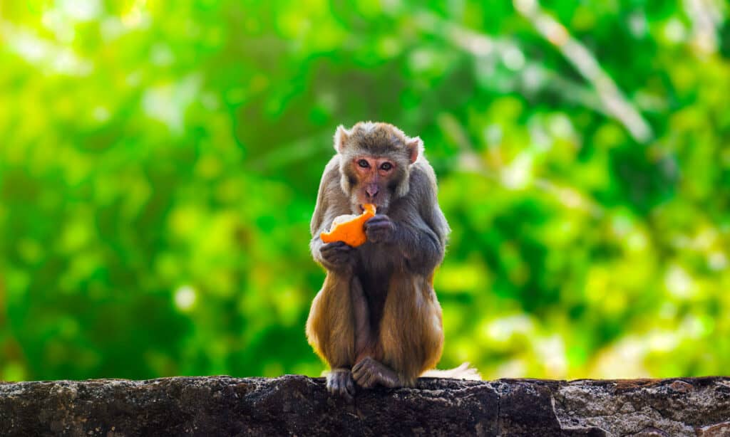 Scimmia che mangia