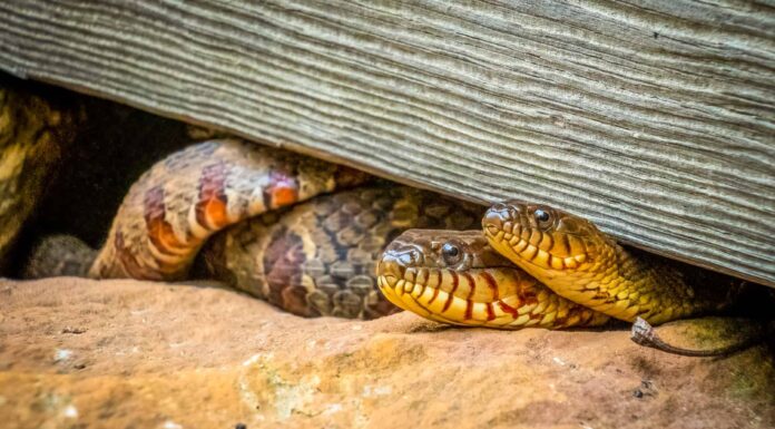 16 serpenti neri e rossi: guida all'identificazione e immagini
