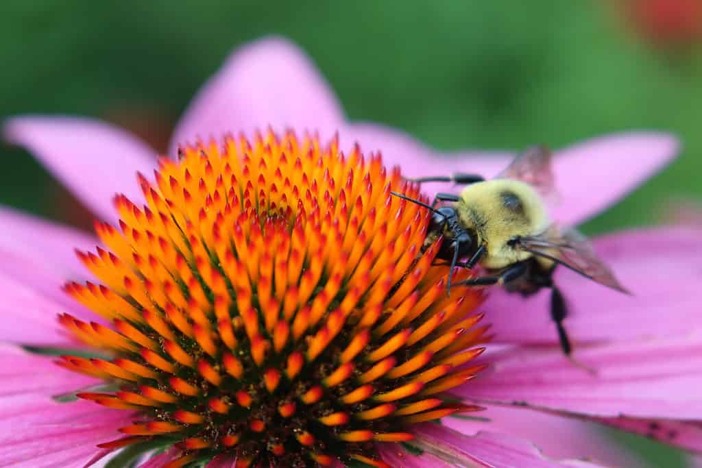 calabrone su echinacea