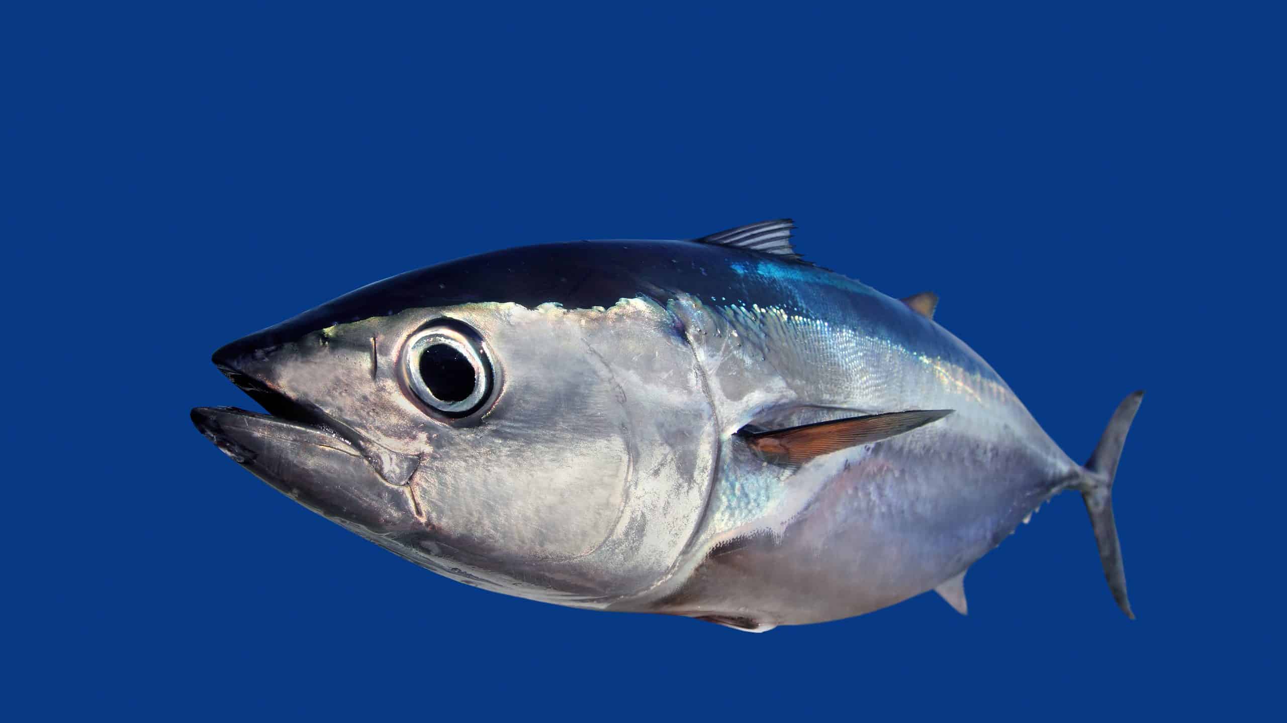 what does silver tuna mean