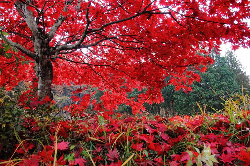 L'acero rosso è stato sparso ramo con grazia in autunno.