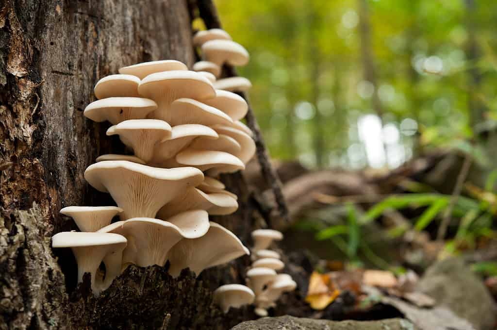 Funghi ostrica che crescono da un albero morto.