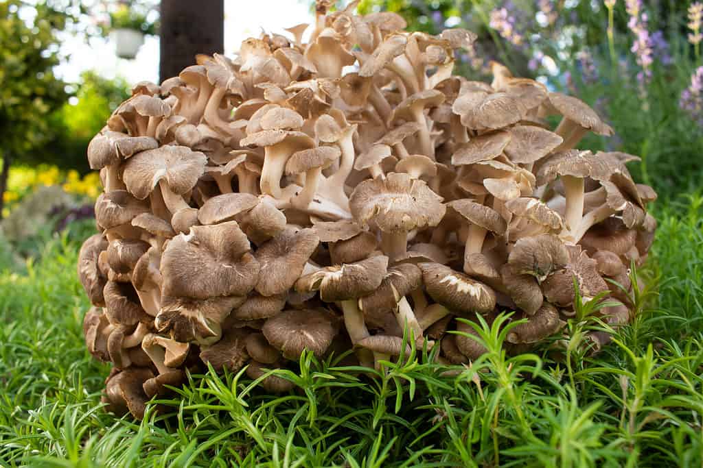 Il fungo Maitake, Grifola frondosa, cresce in un grappolo sovrapposto