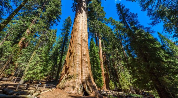 L'albero di sequoia più grande del mondo
