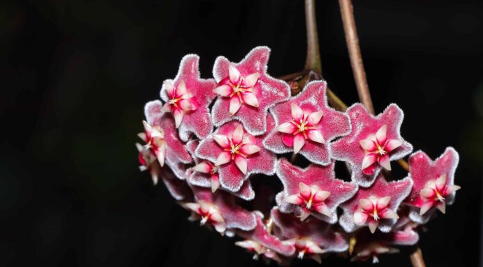 Hoya a foglia stretta: una guida completa
