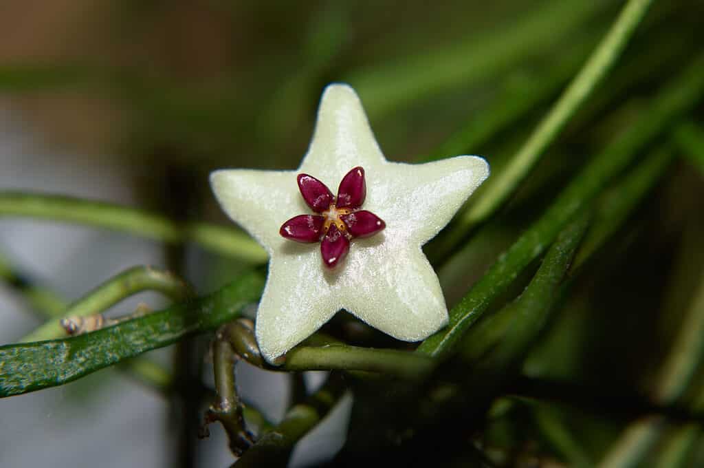 Singolo fiore Hoya retusa da vicino