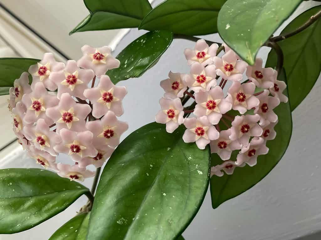 Hoya carnosa fiori