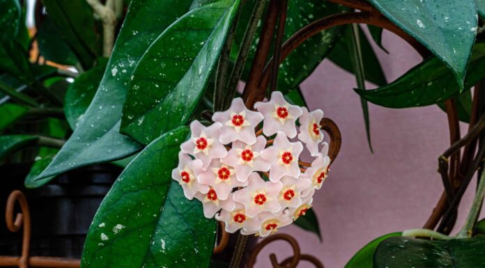 Hoya Carnosa: una guida completa
