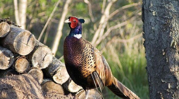 I tipi più popolari di uccelli selvatici
