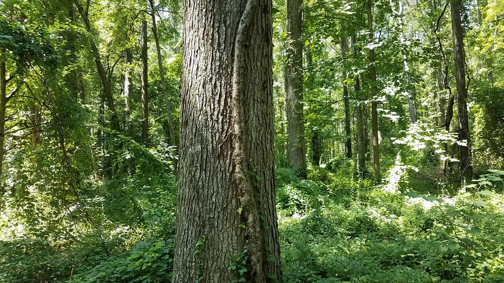 grande vite di edera velenosa sul tronco d'albero nella foresta o nei boschi