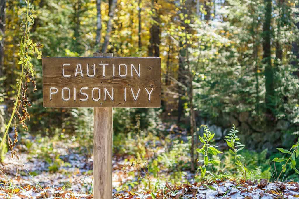 Cartello marrone con le parole Attenzione Poison Ivy in un ambiente forestale