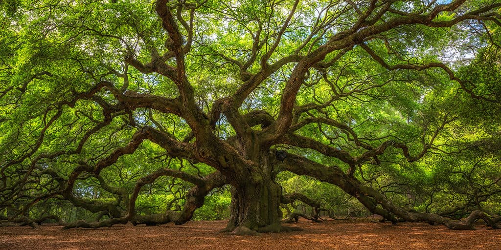 Angel Oak Tree vicino a Charleston nella Carolina del Sud