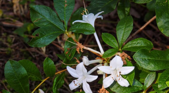 Cosa devono sapere i giardinieri del New Jersey questa primavera
