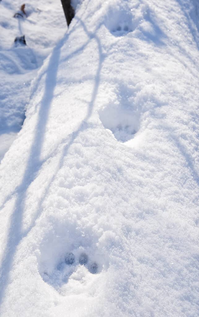 Un'impronta di gatto selvatico nella neve