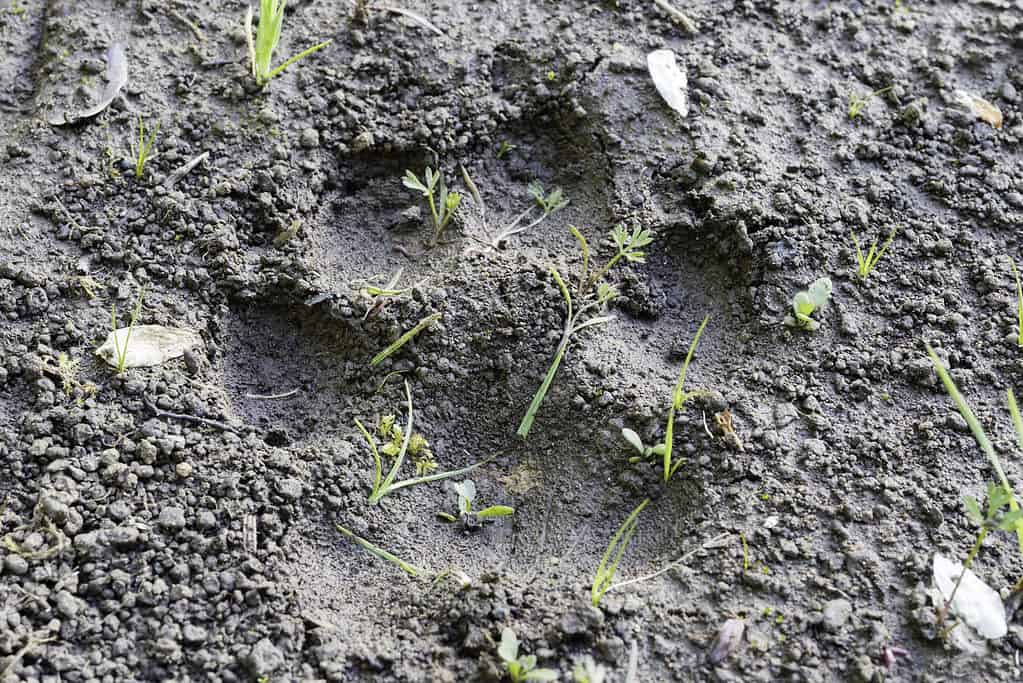 Tracce di Bobcat nel fango