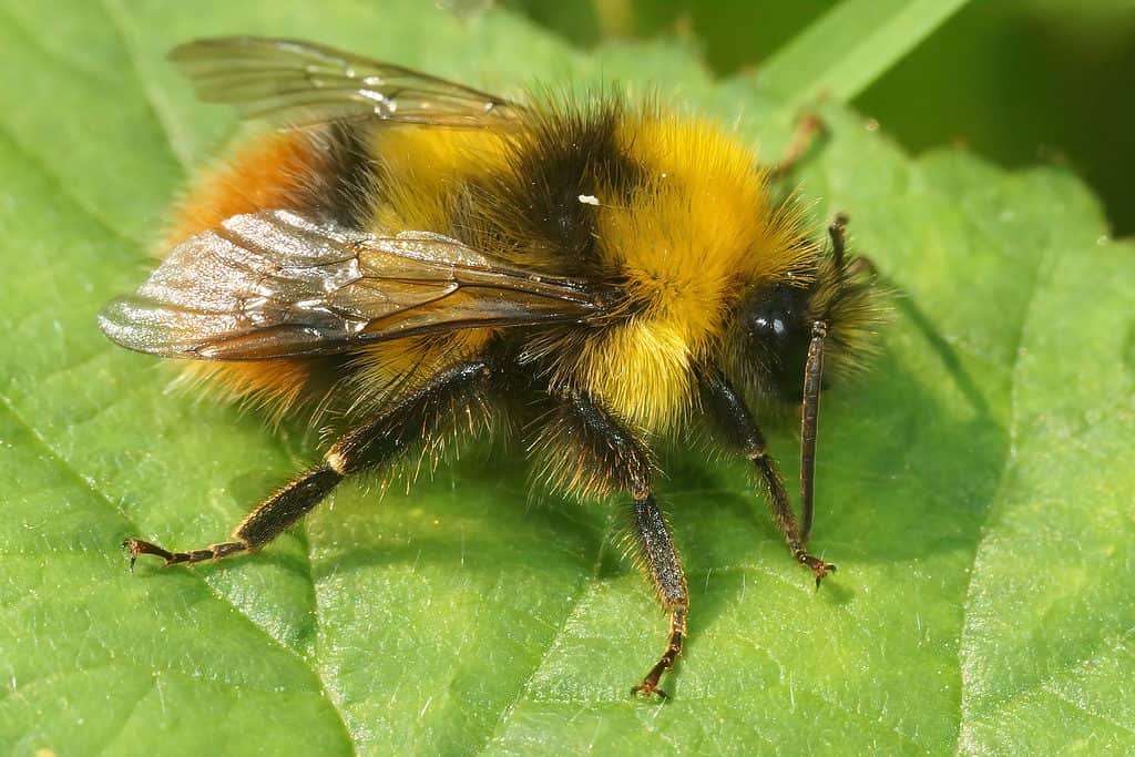 Un primo piano di un cuculo-ape di campo cleptoparassita maschile, Bombus campestris, l'ape si trova di fronte al telaio a destra.  È a strisce nere e gialle.