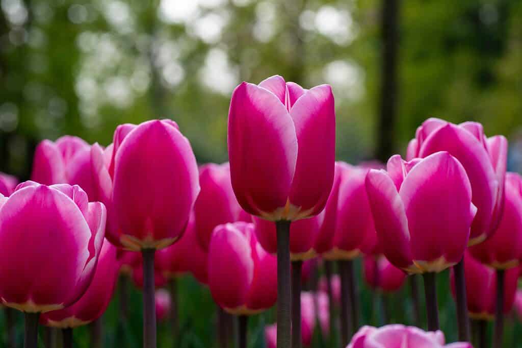 Primo piano dei tulipani Don Quichotte rosa scuro-viola