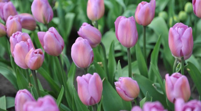 Scopri il fiore nazionale dell'Ungheria: il tulipano
