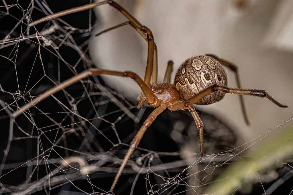I ragni della vedova marrone sono una delle poche specie di ragni invasivi in ​​​​Texas.