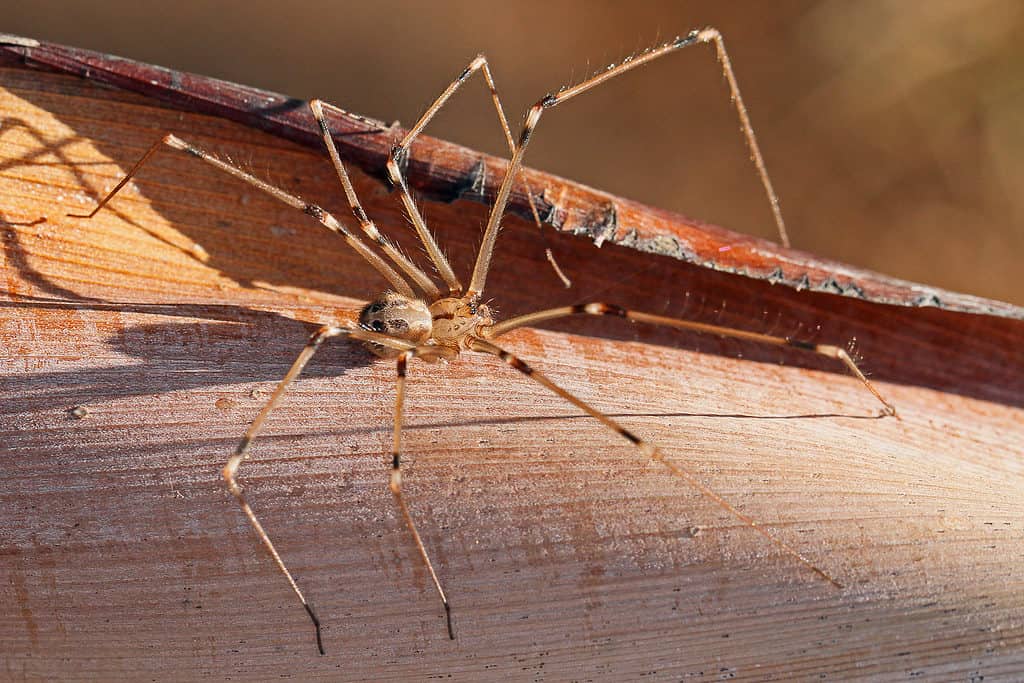 Ragno gigante dalle zampe lunghe, Artema Atlanta