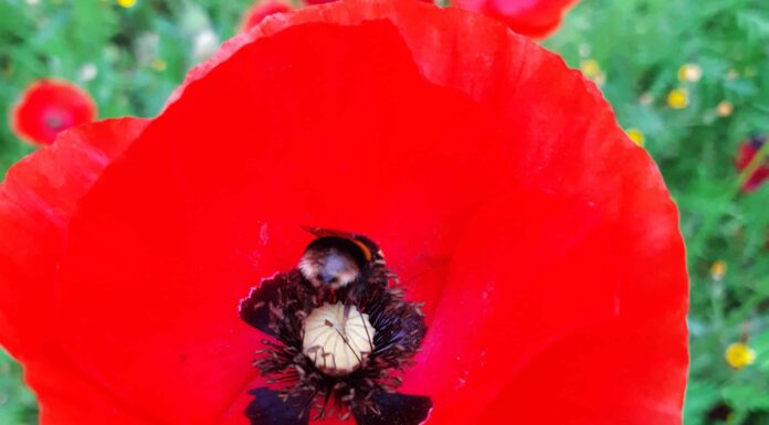 Scopri il fiore nazionale della Polonia: il papavero rosso
