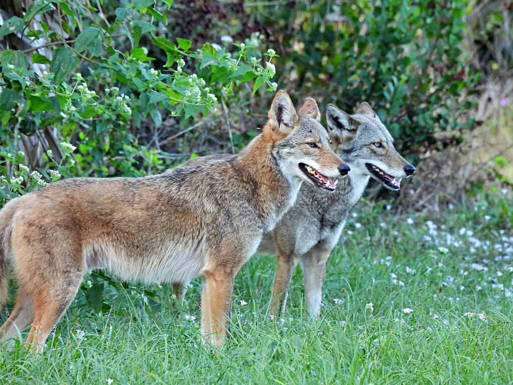 Una coppia di coyote