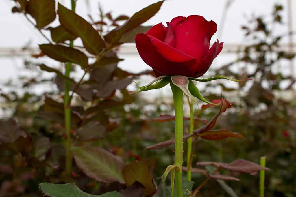 Belle rose rosse che crescono all'interno di una serra