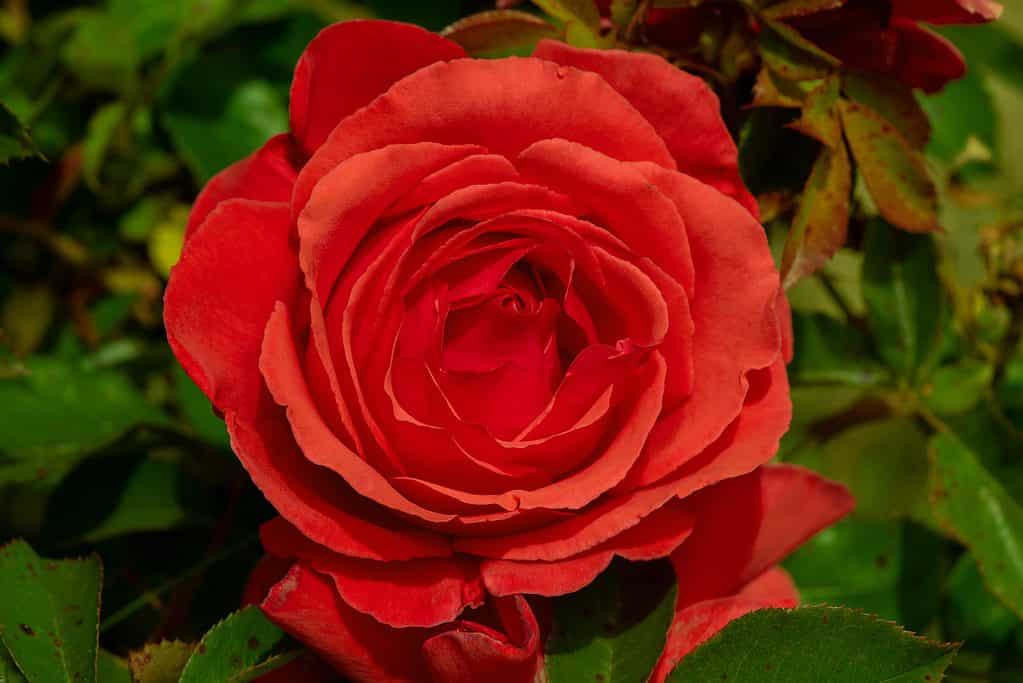 Una rosa tea ibrida rosa tropicana rosso-arancio in piena fioritura